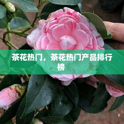 茶花热门,茶花热门产品排行榜