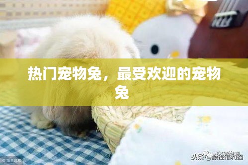 热门宠物兔,最受欢迎的宠物兔