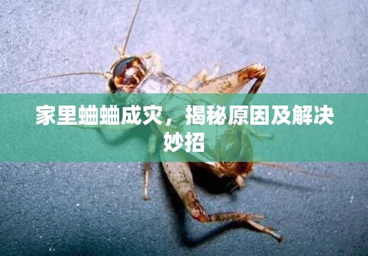 家里蛐蛐成灾,揭秘原因及解决妙招