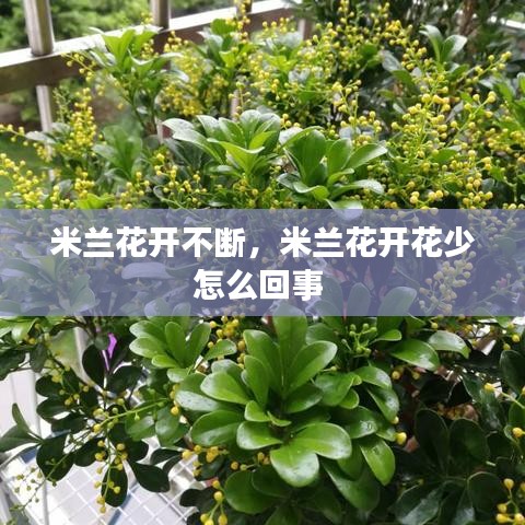 米兰花开不断，米兰花开花少怎么回事 
