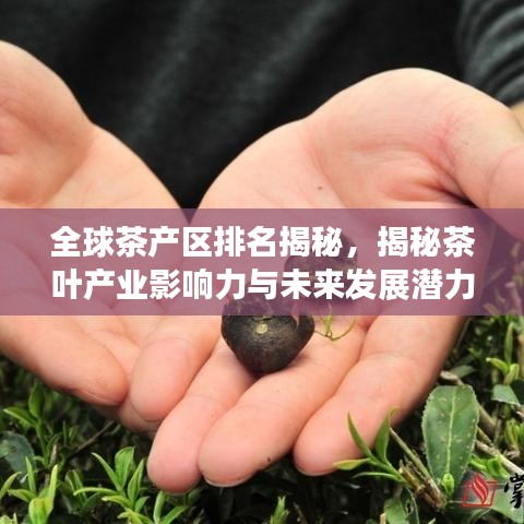 全球茶产区排名揭秘,揭秘茶叶产业影响力与未来发展潜力