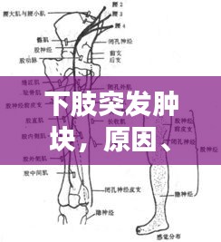 下肢突发肿块，原因、诊断及有效治疗策略