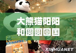 大熊猫阳阳和圆圆回国动态更新,最新消息揭秘!