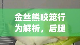 金丝熊咬笼行为解析，后腿动作背后的深层需求与秘密