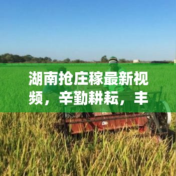 湖南抢庄稼最新视频,辛勤耕耘,丰收时刻的感人瞬间