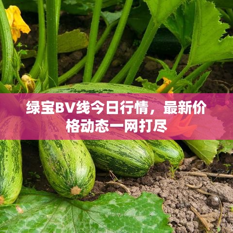 绿宝BV线今日行情,最新价格动态一网打尽